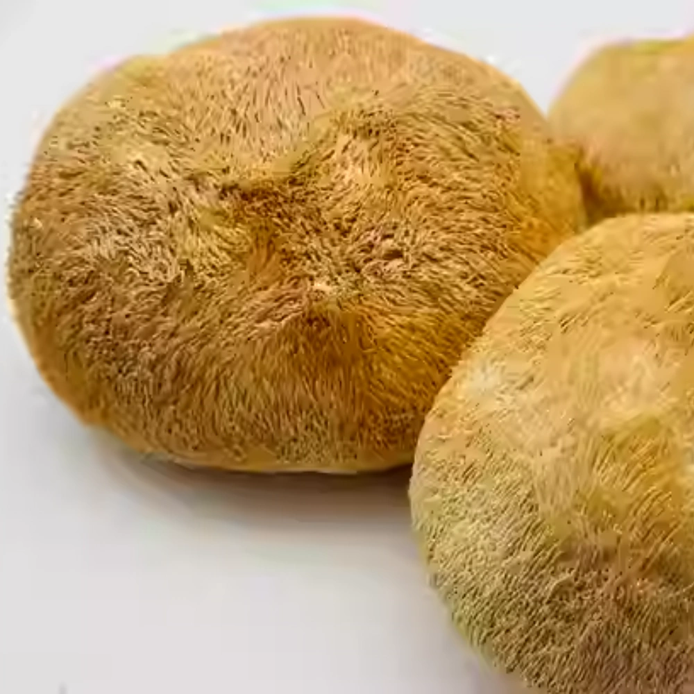Lion's Mane Cognitive Benefits