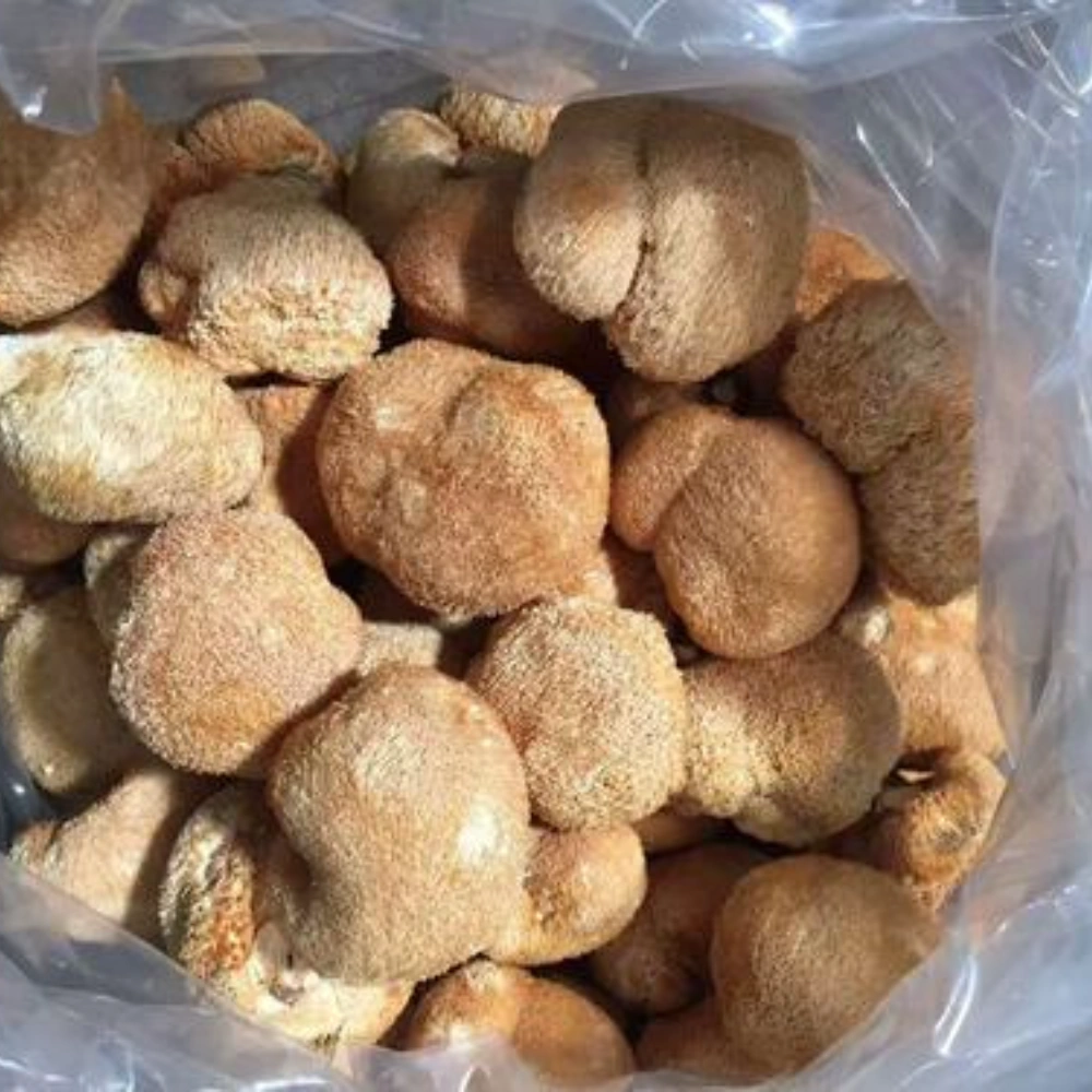How to Use Lion's Mane Powder