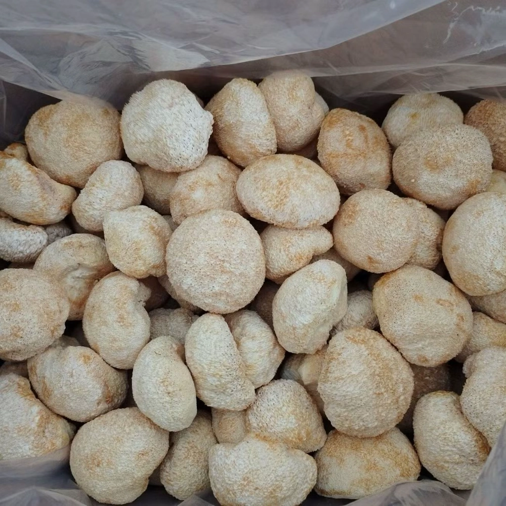 Healthy Freeze Dried Pure Lion's Mane Standard