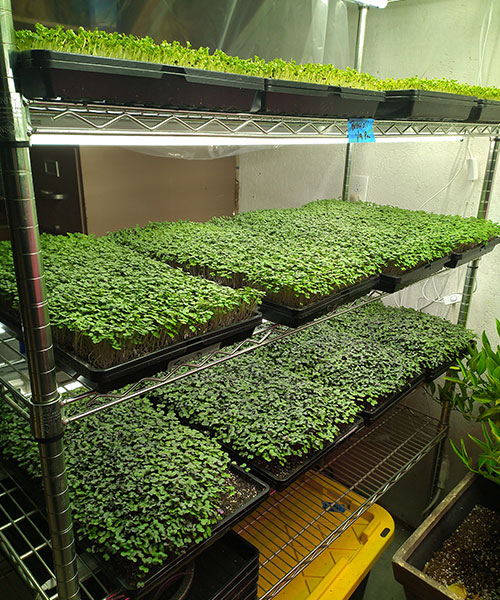 Healthy Freeze Dried Microgreens Growing Racks